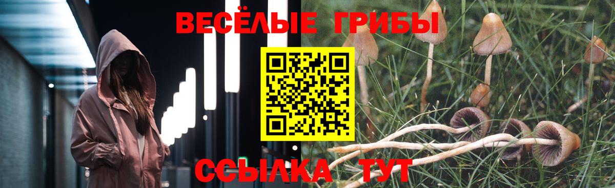 Псилоцибиновые грибы Psilocybe Новочебоксарск